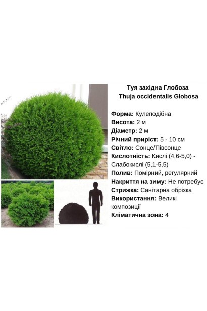 Туя західна Глобоза